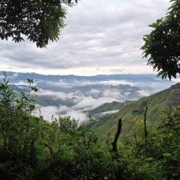 Naturens rättigheter
